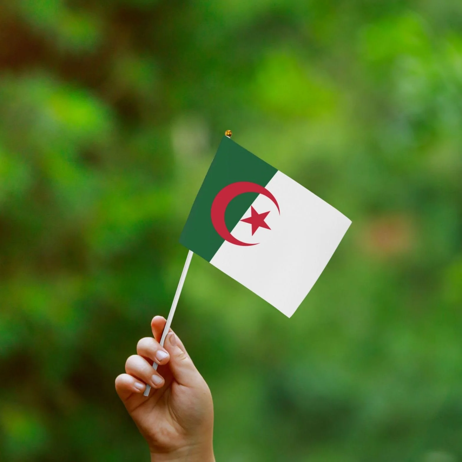 Lot de 10 mini drapeaux de l'Algérie à main sur bâton pour fête et défilés