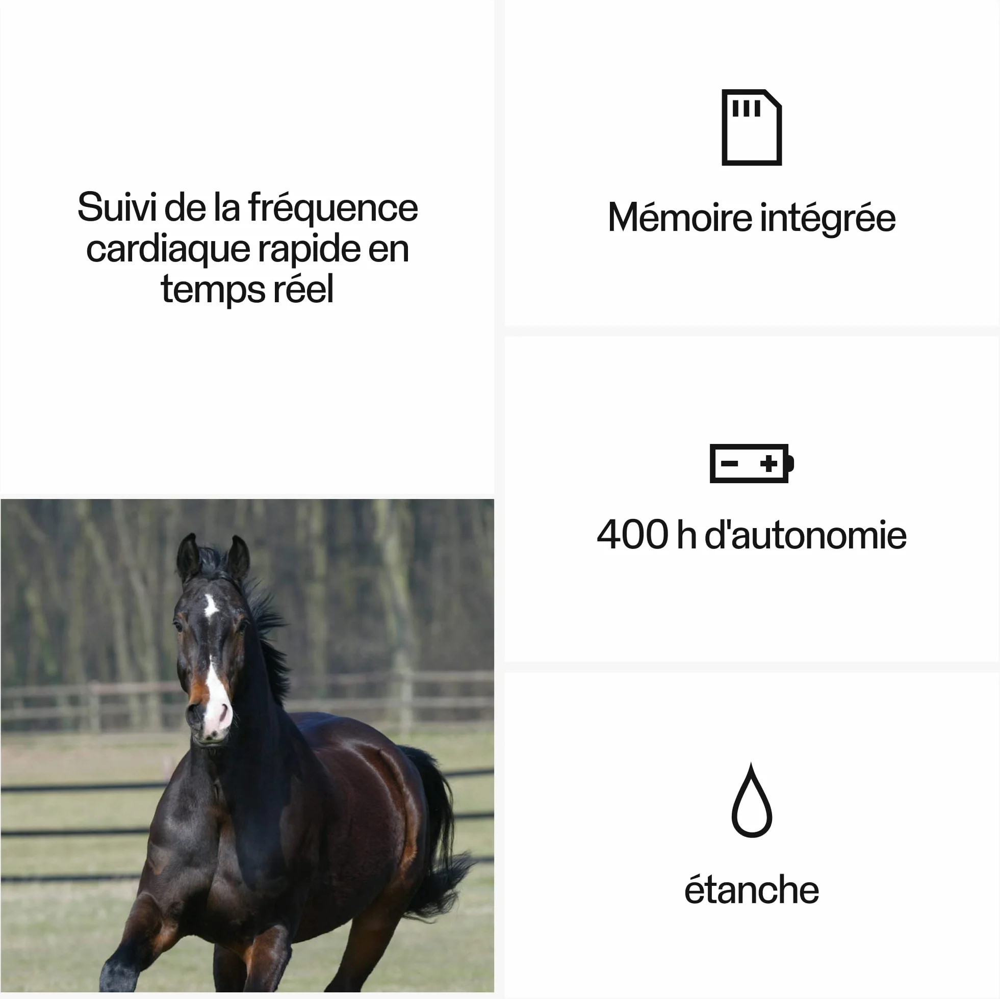Polar Cardiofréquencemètre pour Cheval, Noir, Taille Unique EU