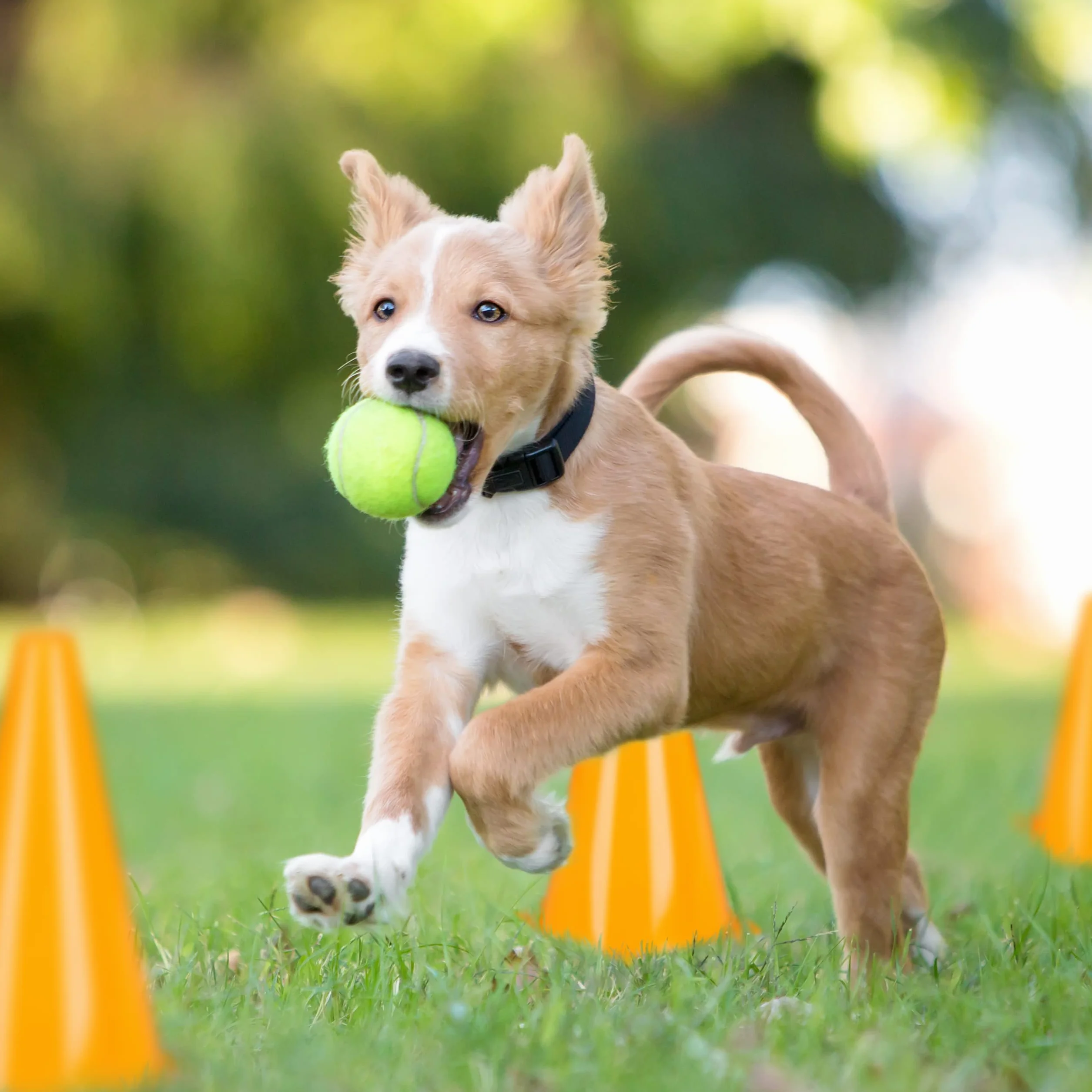 Relaxdays Cônes de signalisation orange Lot 16 football dressage chien sport équestre plots chantier
